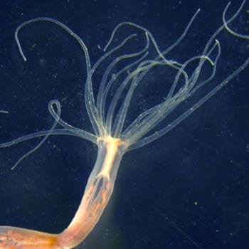 Hebrew Uni reveals jellyfish have an arsenal – J-Wire