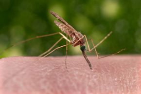 Scientists uncover malaria parasite’s crystal secrets, paving way for new treatments